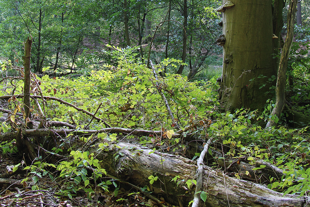 Weltnaturerbe Buchenwald Grumsin