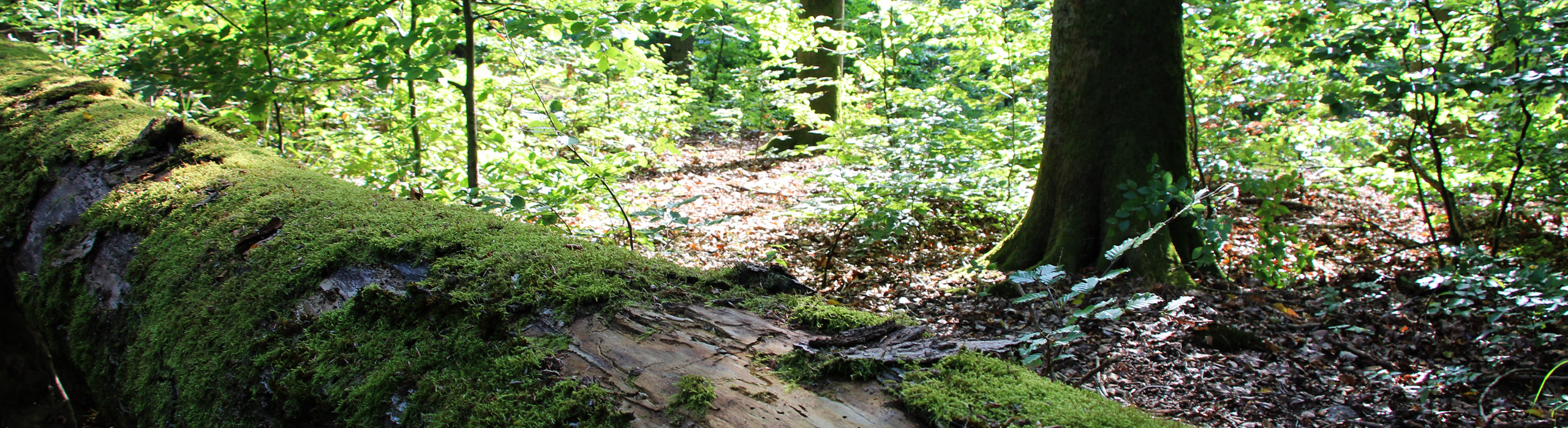 Weltnaturerbe Buchenwald Grumsin - Headerbild