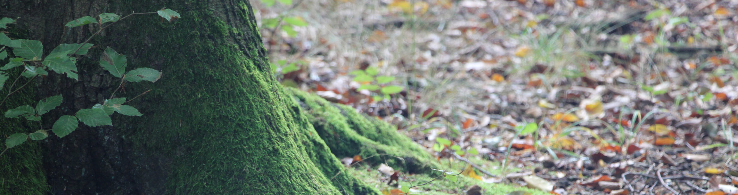 UNESCO Weltnaturerbe Buchenwald Grumsin - Header