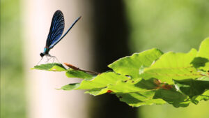 Impression Bild einer blauen Libelle im Buchenwald Grumsin