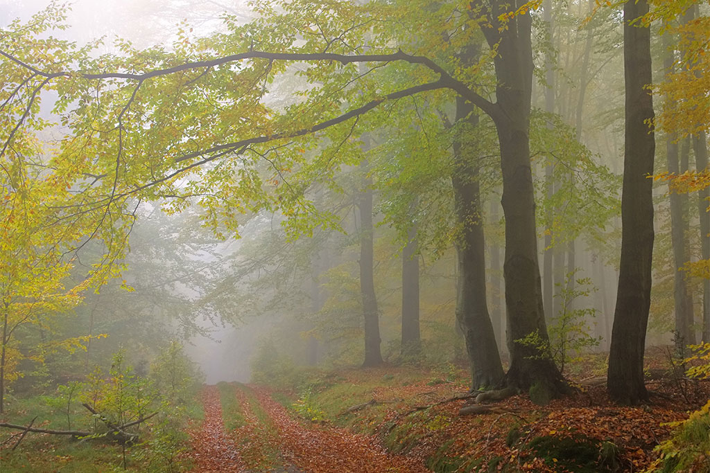 Nebel im Buchenwald Grumsin