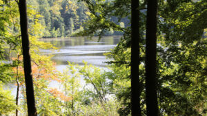 Schwarzer See Herbst im Buchenwald Grumsin