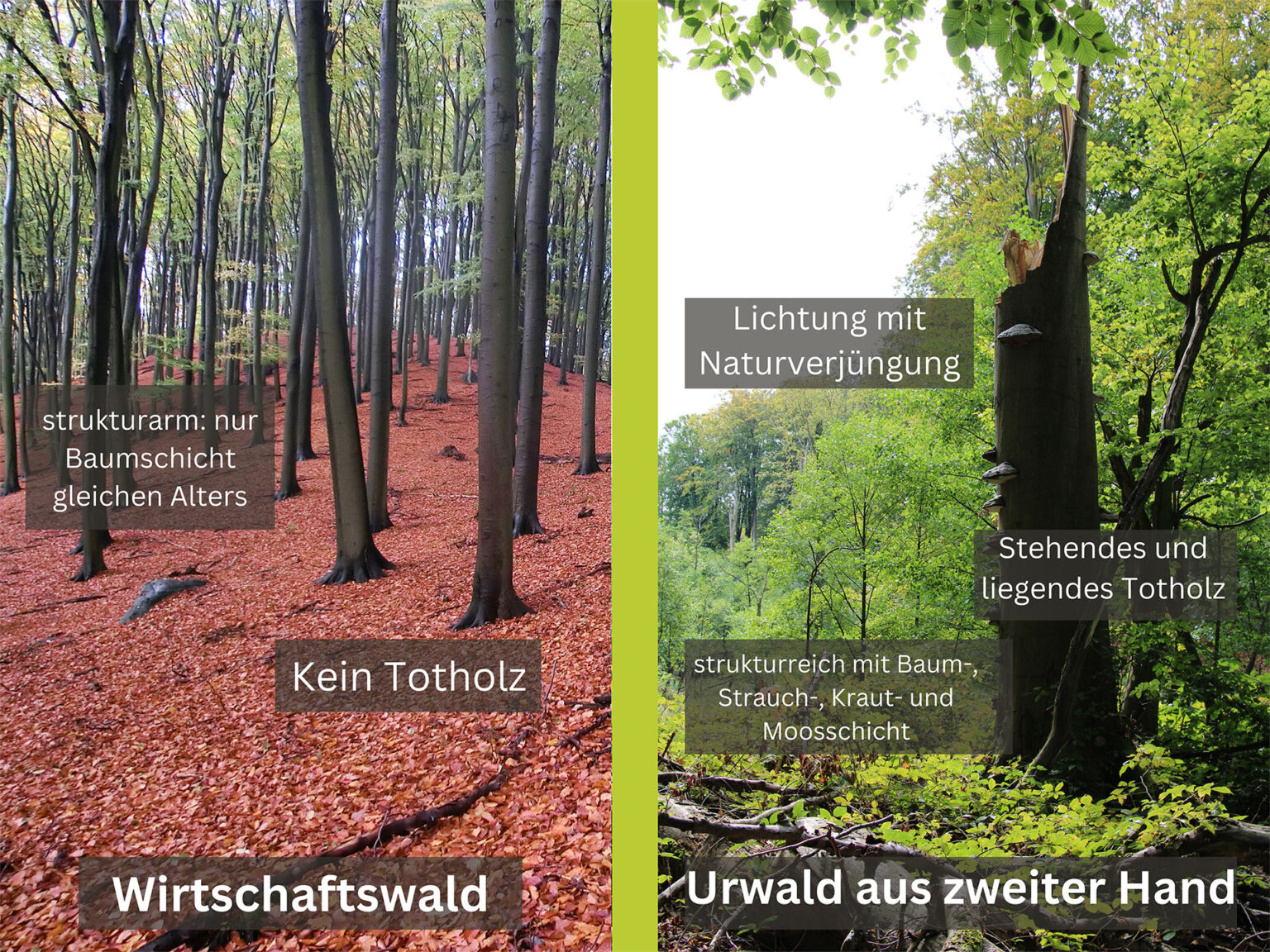 Unterschied Wirtschaftswald und Urwald Buchenwald Grumsin