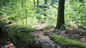 Umgestürzte Bäume und Wildnis im Buchenwald Grumsin Startseite