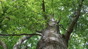 Baumansicht eines Buchenbaums von unten