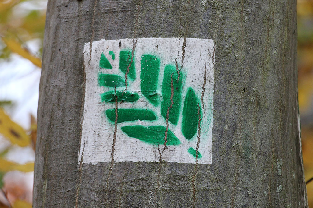 grünes Buchenwald Grumsin wanderrouten Wanderweg Rundwanderweg