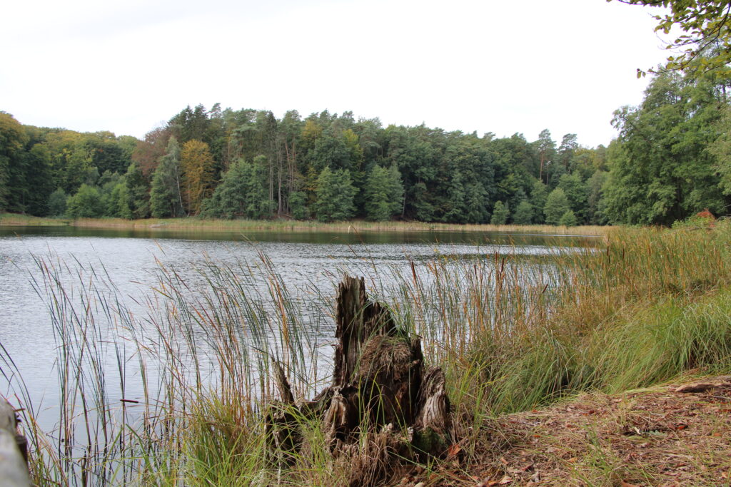 impression Buckowsee im Buchenwald Grumsin, ufer