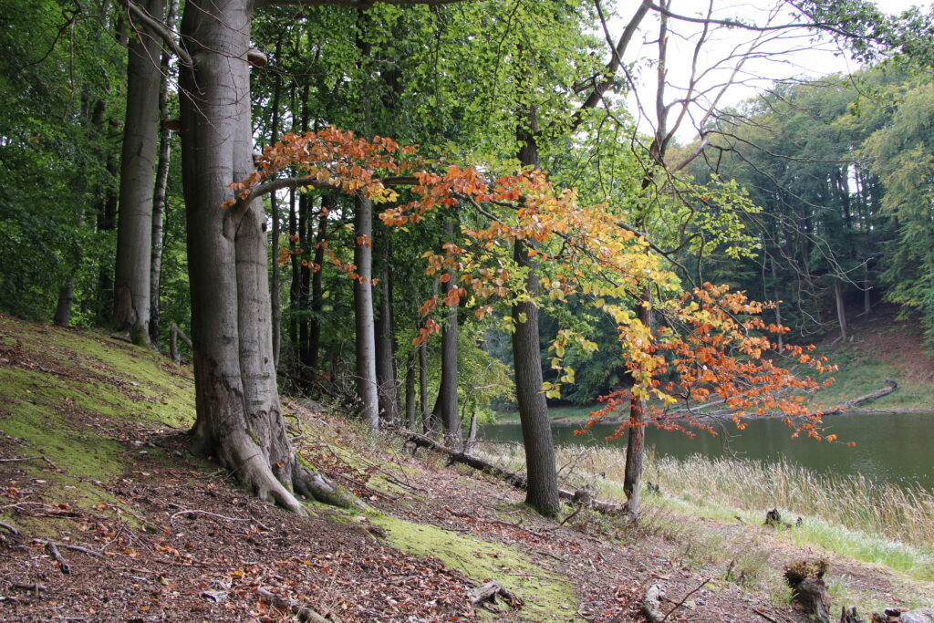 Herbstimpression Bild Hang am Buckowsee