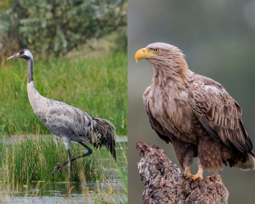 Kranich und Seeadler, seltene Vogelartenarten