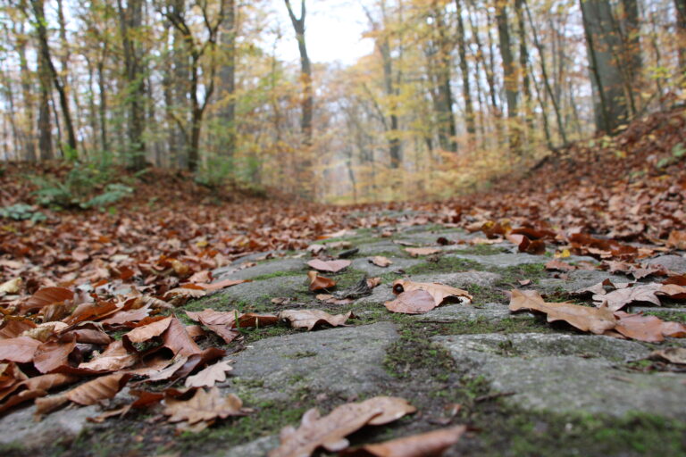 Pflasterstraße Rundwanderweg Buchenwald Grumsin