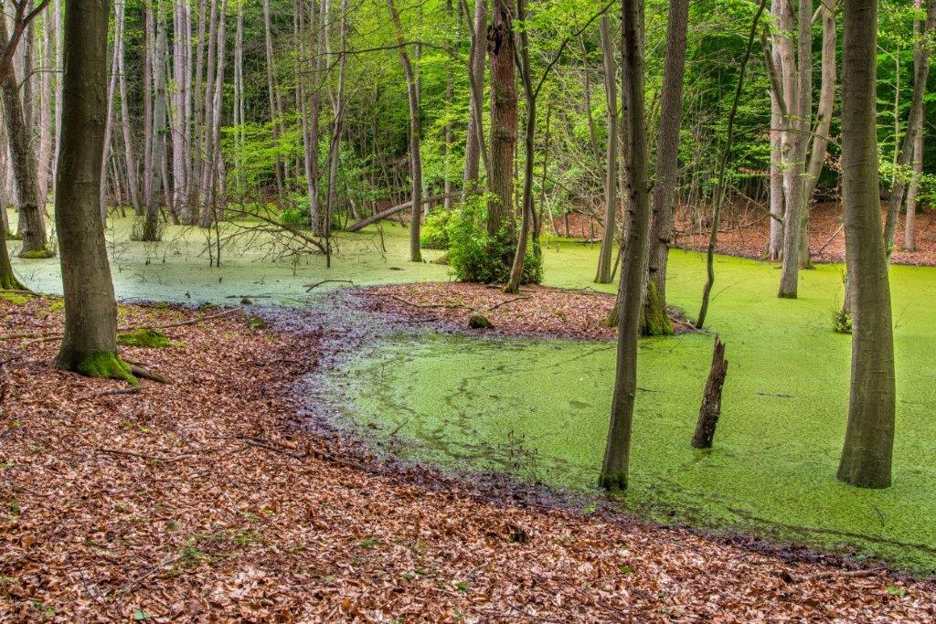 Buchenwald und Moor im Buchenwald Grumsin Startseite