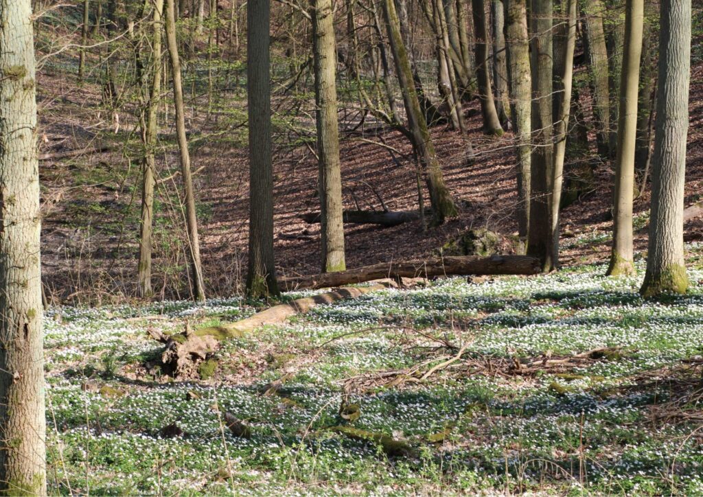 Buschwindröschen im Buchenwald Grumsin