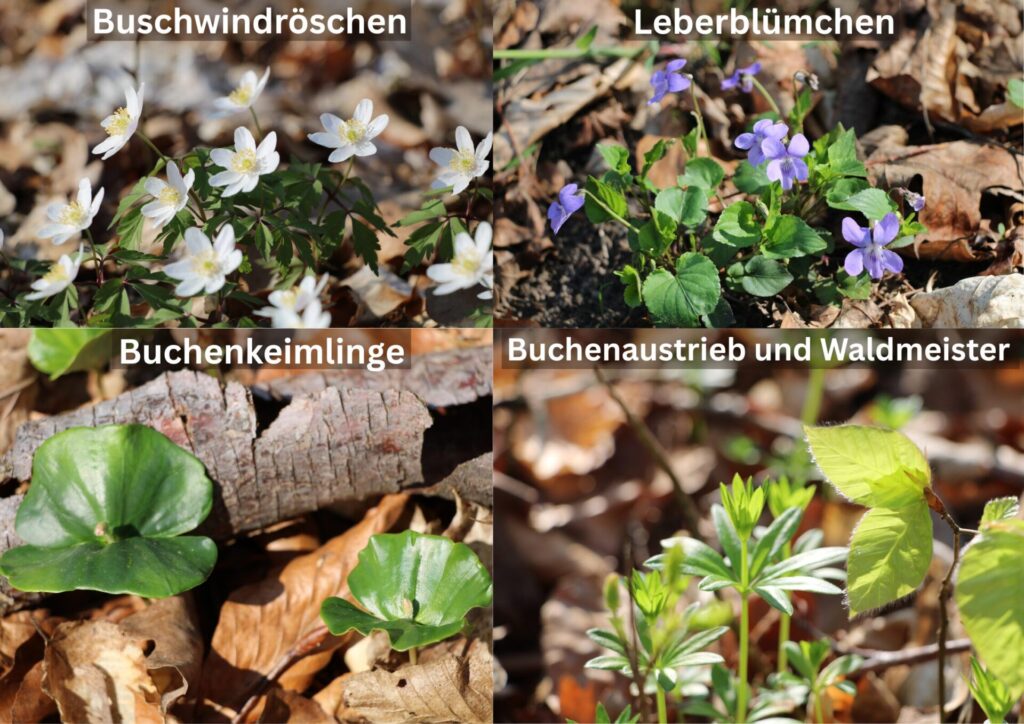 Pflanzen Frühling Buchenwald Grumsin