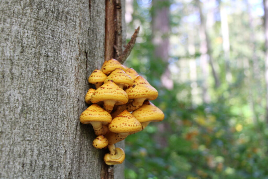 Führung ein Urwald entsteht Buchenwald Grumsin 2026